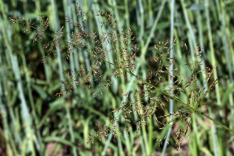 10 лучших видов газонной травы- названия и описания, с фото и рекомендациями